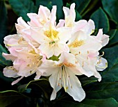 RHODODENDRON CUNNINGHAMS WHITE