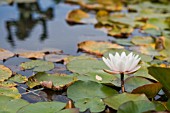 NYMPHAEA, WATER LILLY