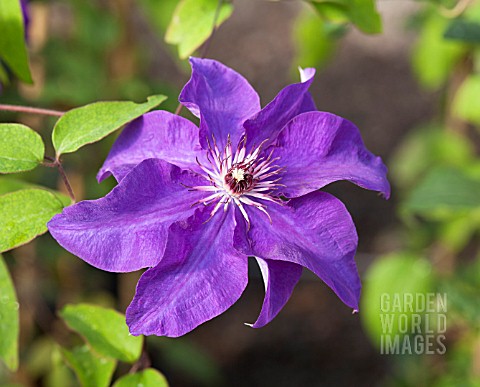 CLEMATIS_THE_PRESIDENT