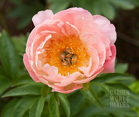 PAEONIA_CORAL_SUNSET