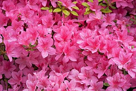 RHODODENDRON_IVETTE