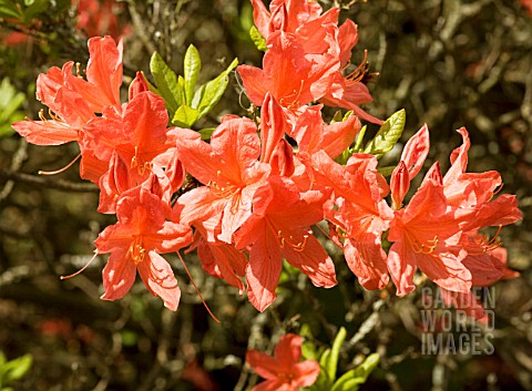 RHODODENDRON_MOLLE_SUBSP_JAPONICUM