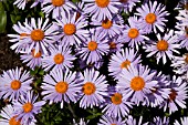 ASTER SOULEI