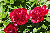 PAEONIA RED CHARM