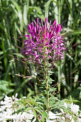 CLEOME_PINK_LADY