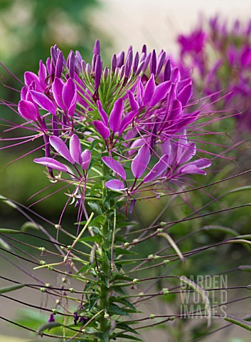 CLEOME_SPINOSA_VIOLET_QUEEN