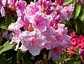 RHODODENDRON PINK PEARL