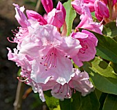 RHODODENDRON PINK PEARL