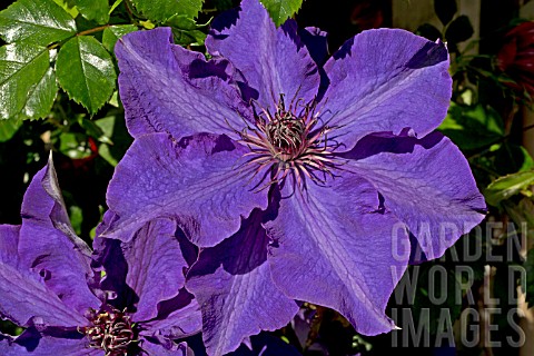 CLEMATIS_THE_PRESEIDENT