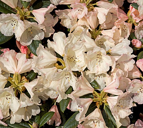 RHODODENDRON_DUSTY_MILLER