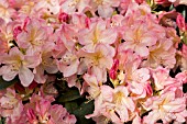 RHODODENDRON PERCY WISEMAN