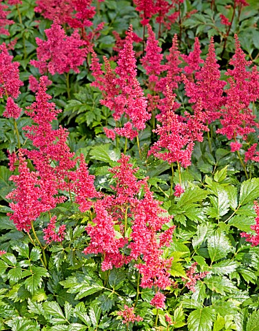 ASTILBE_X_ARENDSII_FANAL