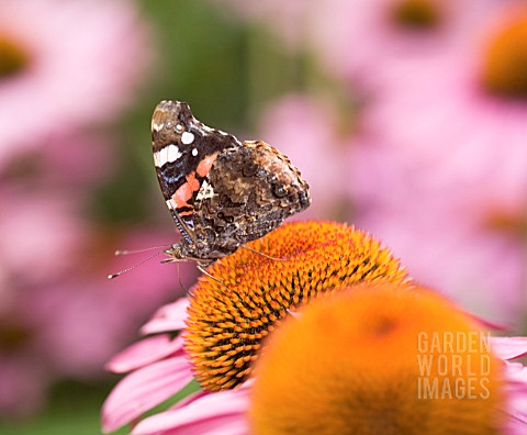 ECHINACEA_PURPUREA_AND_RED_ADMIRAL_BUTTERFLY