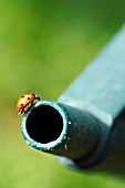 LADYBIRD ON GREEN WATERING CAN