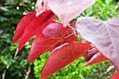 CERCIS CANADENSES FOREST PANSY