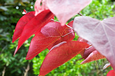 _CERCIS_CANADENSES_FOREST_PANSY