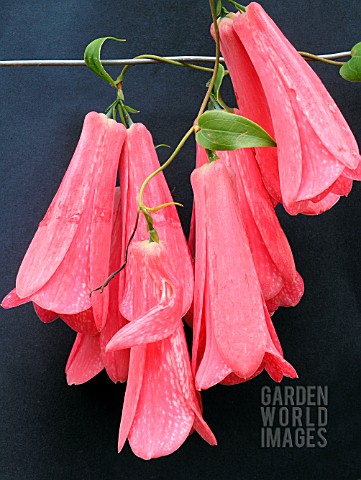 LAPAGERIA_ROSEA_CHILEAN_BELL_FLOWER