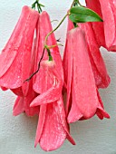 LAPAGERIA ROSEA (CHILEAN BELL FLOWER)