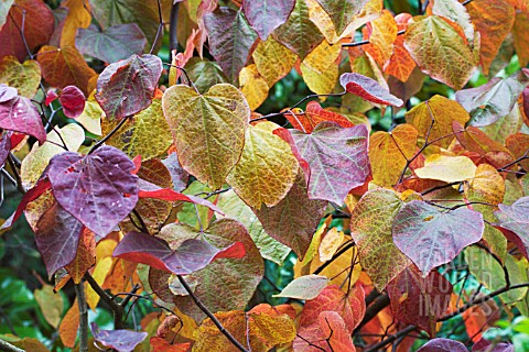 _CERCIS_CANADENSIS_FOREST_PANSY