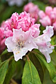 RHODODENDRON CHEER