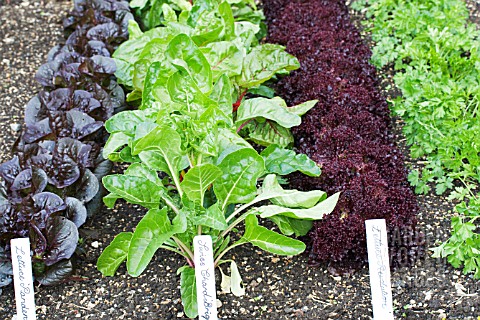 RED_LETTUCE_SWISS_CHARD__PARSLEY