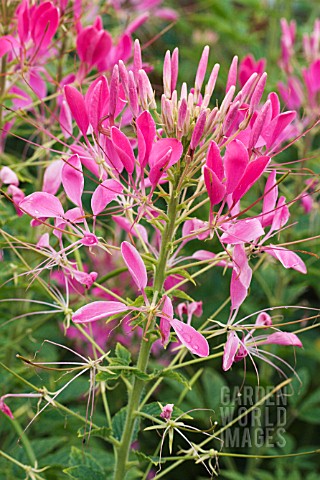 CLEOME_SPINOSA_COLOUR_FOUNTAIN_PINK
