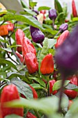 CAPSICUM CHINENSIS CHINESE FIRE COLOUR