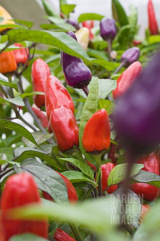 CAPSICUM_CHINENSIS_CHINESE_FIRE_COLOUR