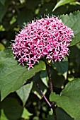CLERODENDRON BUNGEI