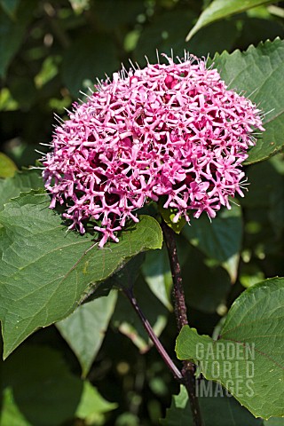 CLERODENDRON_BUNGEI
