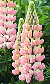 LUPINUS RUSSELL CROWN