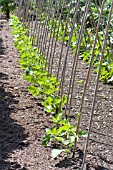 RUNNER BEANS WITH BAMBOO SUPPORT