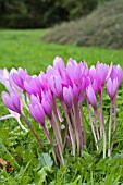 COLCHICUM THE GIANT