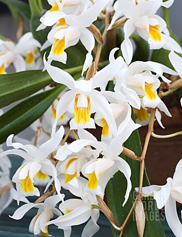 COELOGYNE_UNCHAINED_MELODY