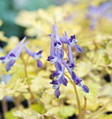 CORYDALIS SHIMIENENSIS BERRY EXCITING