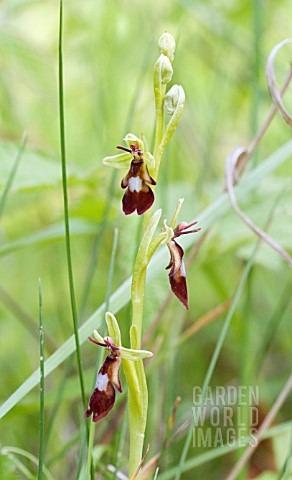 OPHRYS_INSECTIFERA