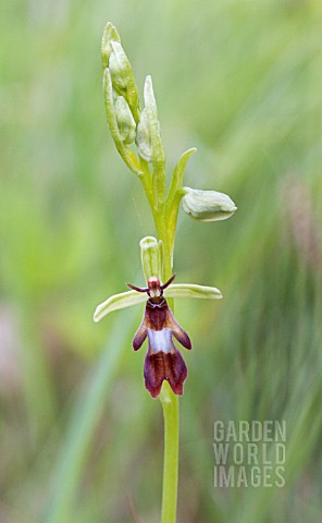 OPHRYS_INSECTIFERA