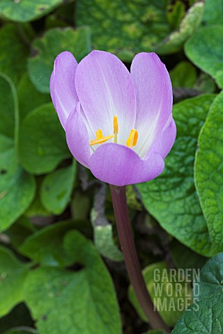COLCHICUM_THE_GIANT