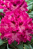 RHODODENDRON MARIE FORTIER