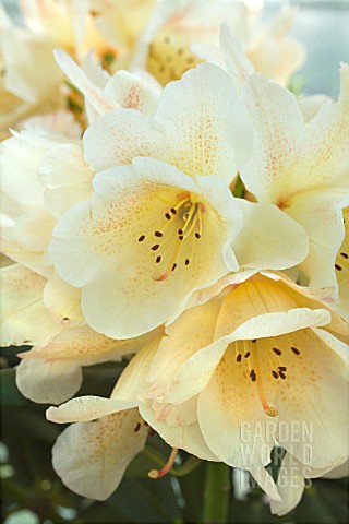 RHODODENDRON_FIRELIGHT