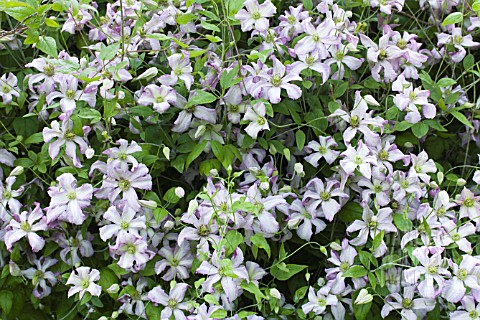 CLEMATIS_LITTLE_NELL