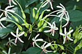 CLERODENDRON MINAHASSAE