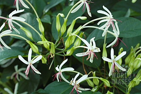 CLERODENDRON_MINAHASSAE