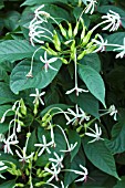 CLERODENDRON MINAHASSAE