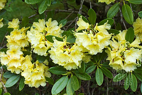RHODODENDRON_YELLOW_PAGES