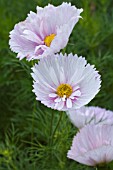 COSMOS PINK PUFF