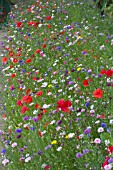 ANNUAL FLOWER MEADOW SEED MIX