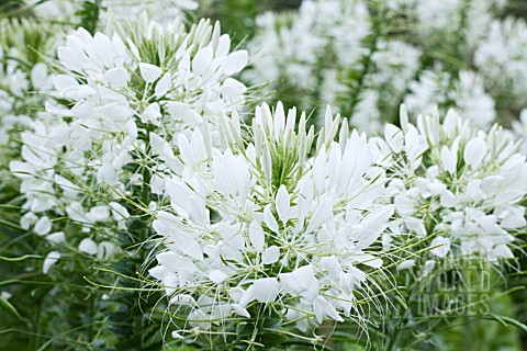 CLEOME_SPINOSA_HELEN_CAMPBELL
