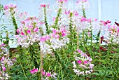 CLEOME SPINOSA ROSE QUEEN
