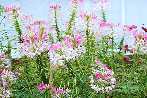 CLEOME_SPINOSA_ROSE_QUEEN